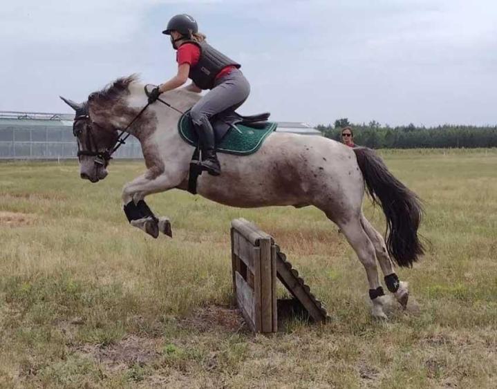 Des cours d'équitation pour tous les niveaux Le Temple
