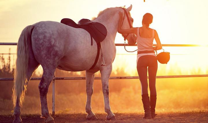 Pension pour chevaux Le Temple
