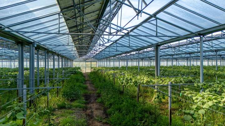 Maraichers Le Temple