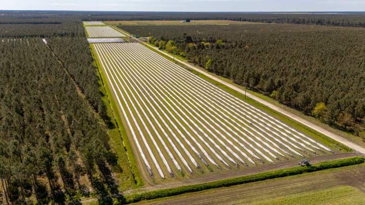 Production et vente d'asperges Le Temple