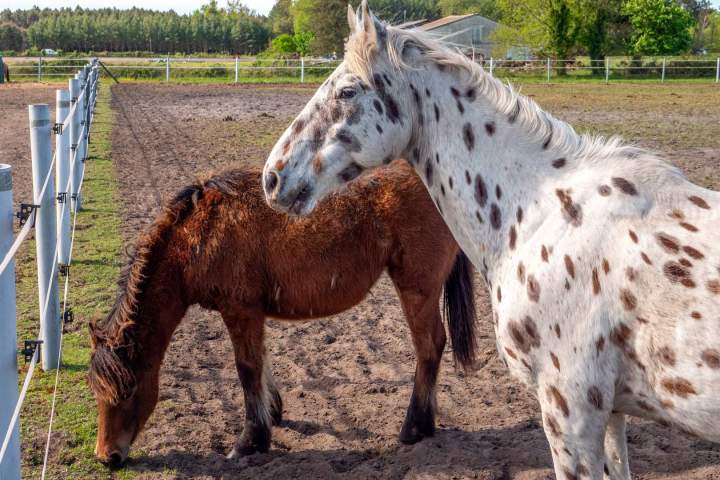 Centre équestre – Le Temple
