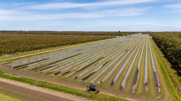 Production et vente d'asperges Le Temple
