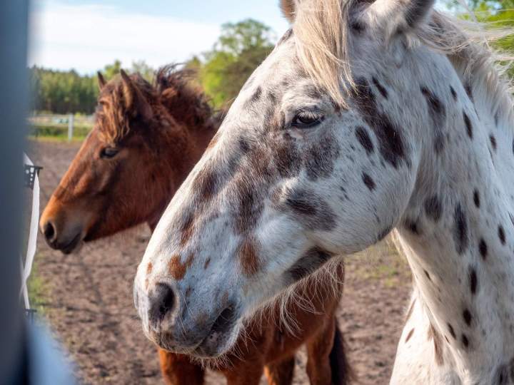 Pension équine avec des prises en charge complètes