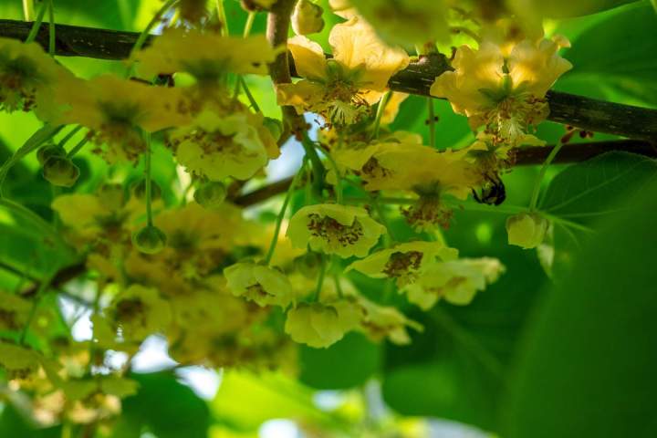Production et vente d'asperges Le Temple