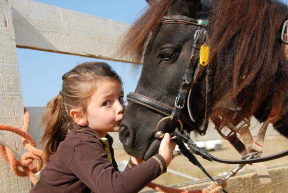 Initiation et découverte du cheval et des poneys