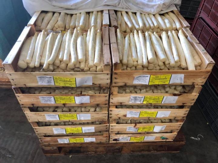 Asperges blanches Le Temple